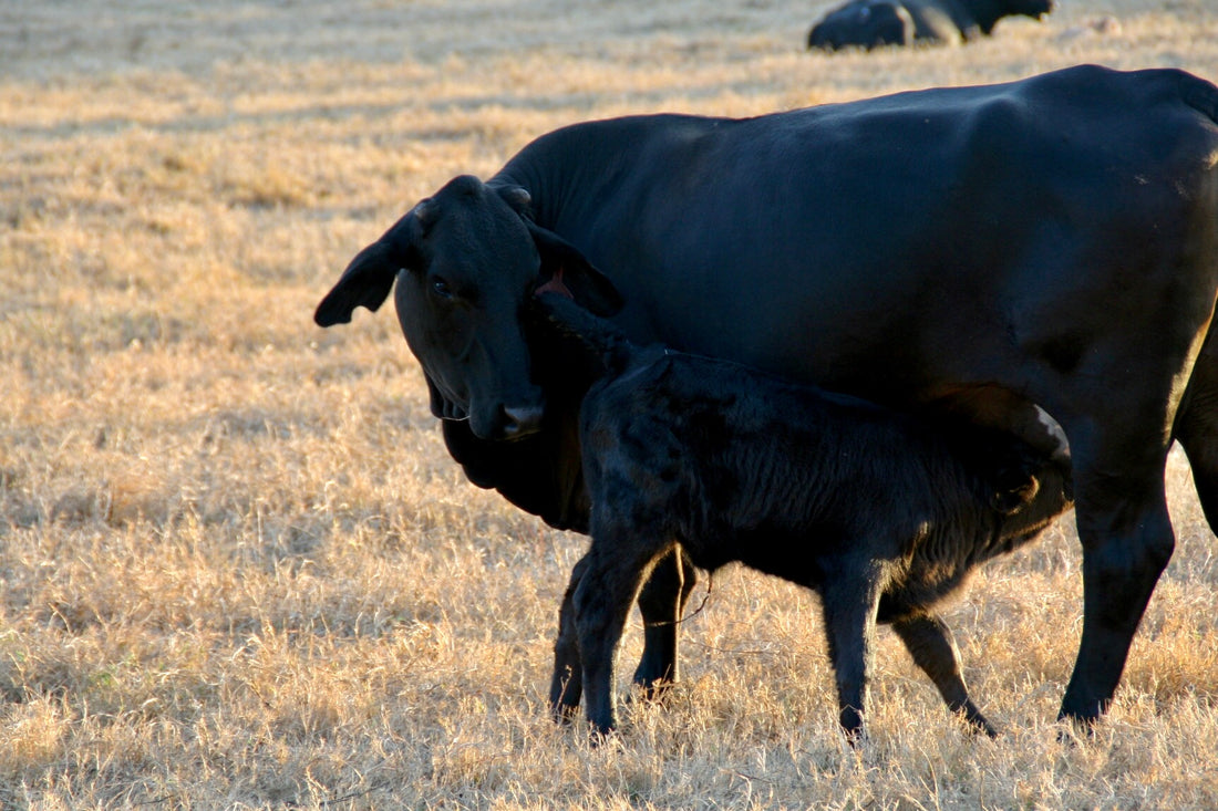 Beef Cattle Management: The Breeding Season