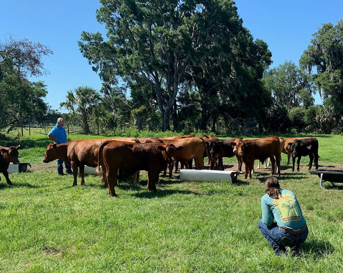 Riverbend Cattle Company Beef