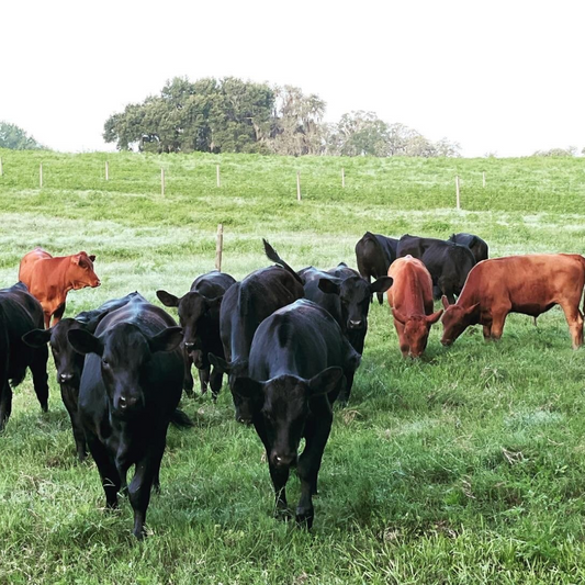 Weaning Calves