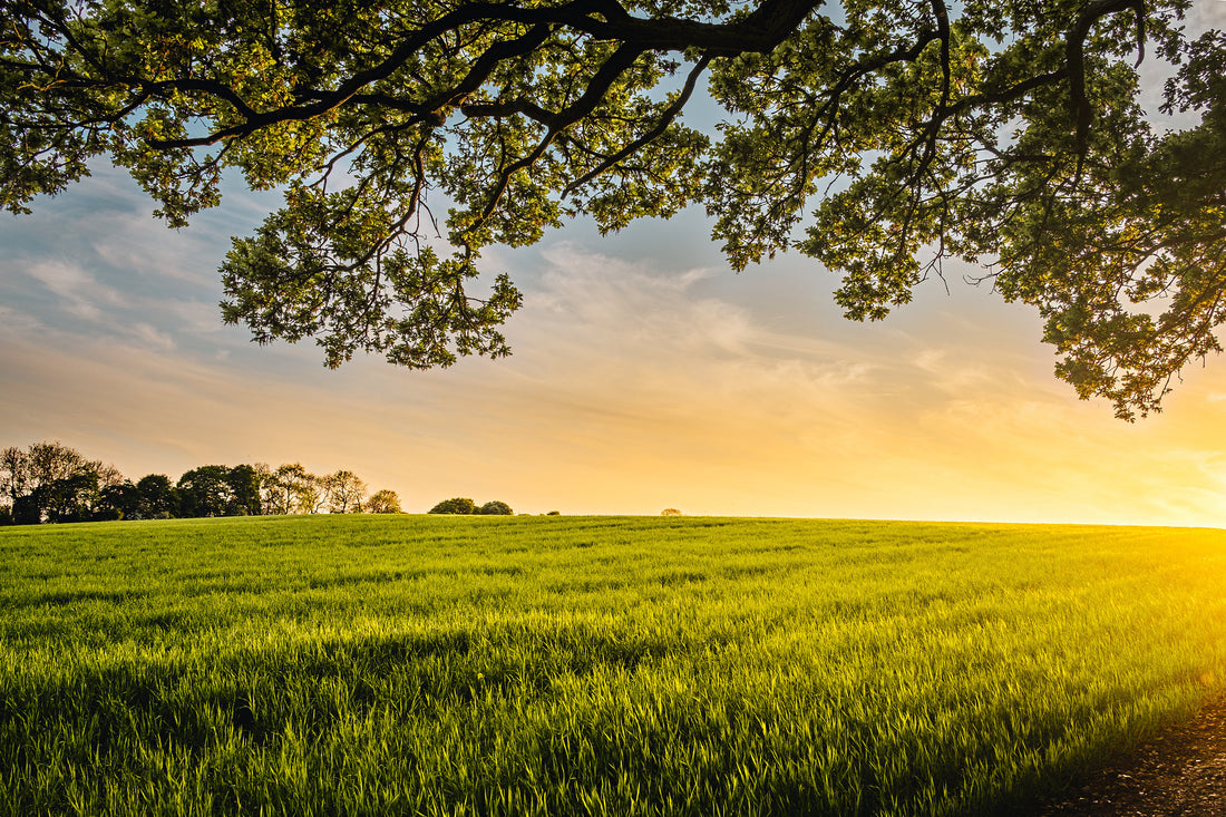 Why Grass and Soil are the Lifeblood of Good Ranching